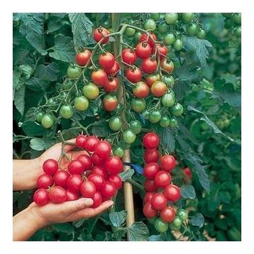 Tohhum Ciliegia Cherry Domates Tohumu
