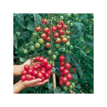 Tohhum Ciliegia Cherry Domates Tohumu