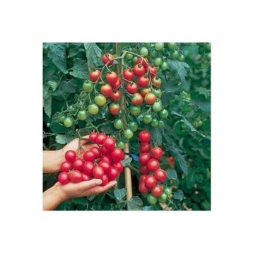 Tohhum Ciliegia Cherry Domates Tohumu