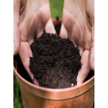 Tohhum Cocopeat Katklılı Tropikal Bitki Toprağı Tohumu