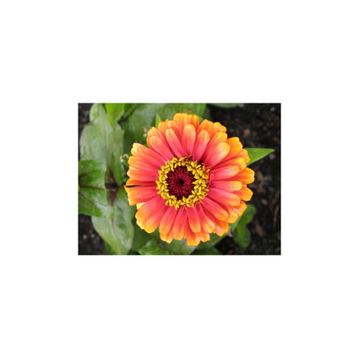 Tohhum Elegans Zinnia Tohumu Tohumu