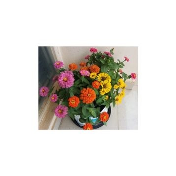 Tohhum Elegans Zinnia Tohumu Tohumu