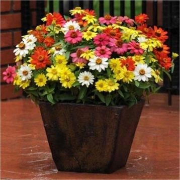Tohhum Elegans Zinnia Tohumu Tohumu
