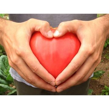 Tohhum Kalp Domates Oxheart Heırloom Tohumu