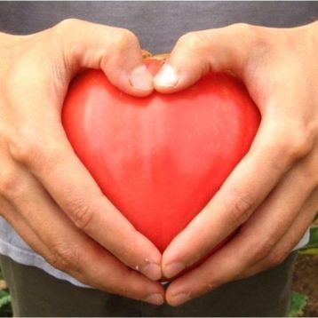 Tohhum Kalp Domates Oxheart Heırloom Tohumu