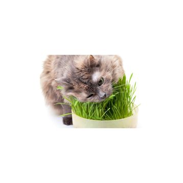 Tohhum Kedi Çimi Tohumu