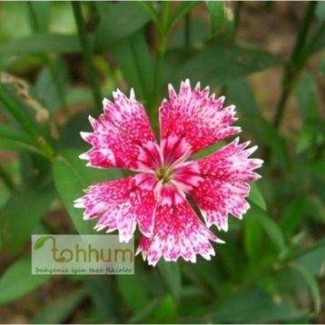 Tohhum Mini Çin Karanfili Tohumu