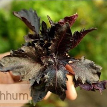 Tohhum Mor Dantel Kenarlı Reyhan Tohumu