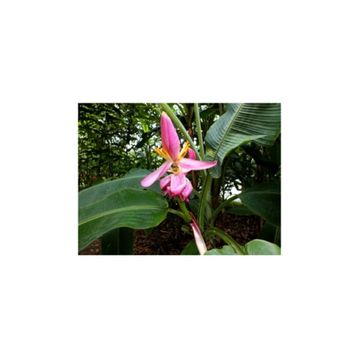Tohhum Muz Tohumu Mysore Banana Tohumu
