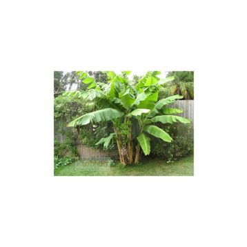 Tohhum Muz Tohumu Mysore Banana Tohumu