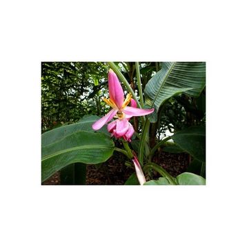 Tohhum Muz Tohumu Mysore Banana Tohumu