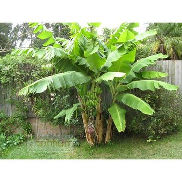 Tohhum Muz Tohumu Mysore Banana Tohumu