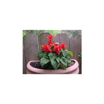 Tohhum Salvia Red Tohum