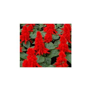 Tohhum Salvia Red Tohum