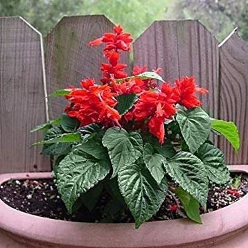 Tohhum Salvia Red Tohum