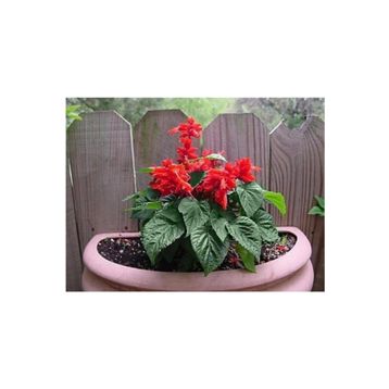 Tohhum Salvia Red Tohum