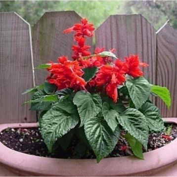 Tohhum Salvia Red Tohum