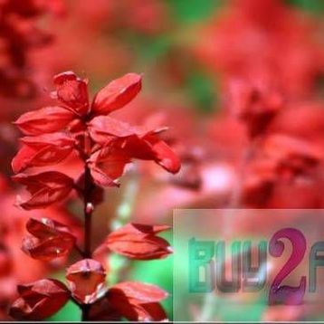 Tohhum Salvia Red Tohum