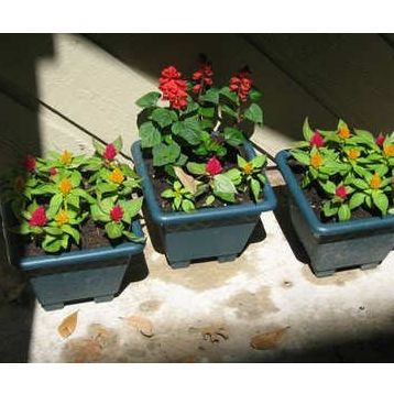 Tohhum Salvia Red Tohum