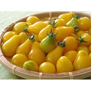 Tohhum Sarı Ampul Cherry Domates Tohumu