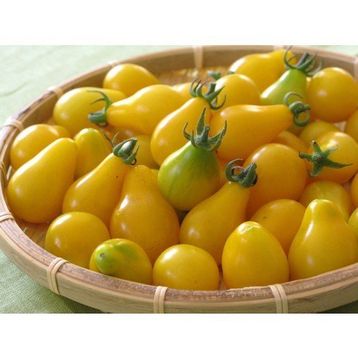 Tohhum Sarı Ampul Cherry Domates Tohumu