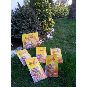 Tohhum Süs Bitkisi Besini Tohumu