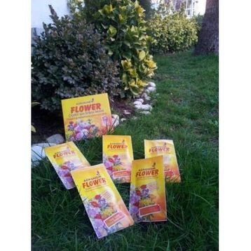 Tohhum Süs Bitkisi Besini Tohumu