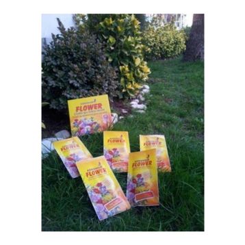 Tohhum Süs Bitkisi Besini Tohumu