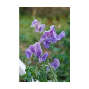 Tohhum Sweet Pea Mavi Bezelye Çiçeği Tohumu
