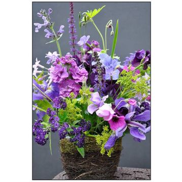 Tohhum Sweet Pea Tohumu