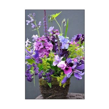 Tohhum Sweet Pea Tohumu