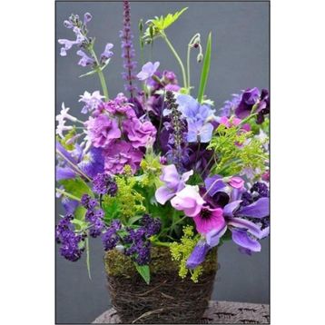 Tohhum Sweet Pea Tohumu