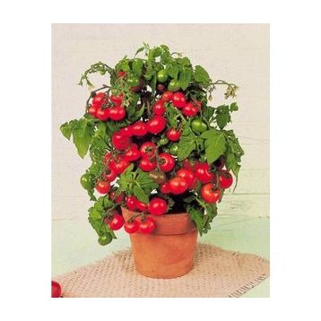 Tohhum Tiny Tim Cherry Domates Tohumu