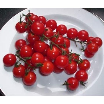 Totem Cherry Domates Tohumu