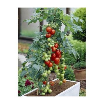 Totem Cherry Domates Tohumu