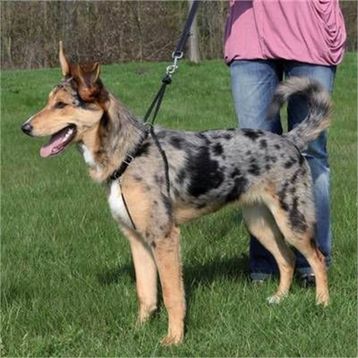 Trixie Easy Walk S 27-36 cm 20 mm Köpek Kolay Yürüme Eğitim Tasması
