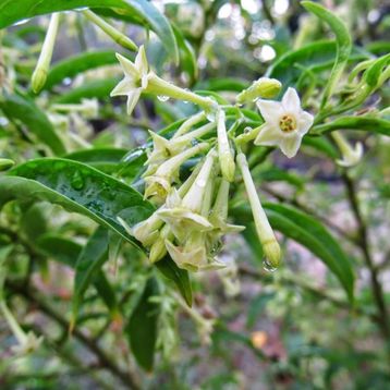 Tüplü Aromatik Melissa Parfüm Çiçeği Fidanı