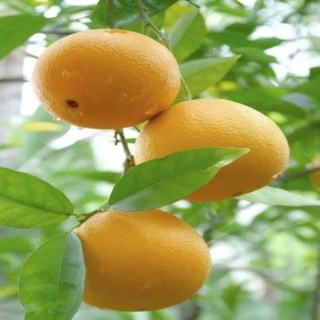 Tüplü Aşılı Bol Sulu Verimli Erkenci Fukumoto Portakal Fidanı