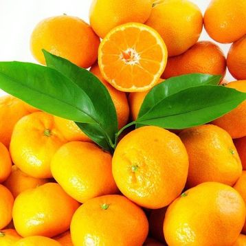 Tüplü Aşılı Çok Verimli Çekirdeksiz Okitsu Mandalina Fidanı