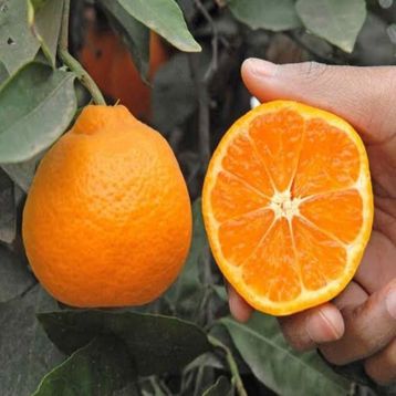 Tüplü Aşılı Çok Verimli Çekirdeksiz Okitsu Mandalina Fidanı