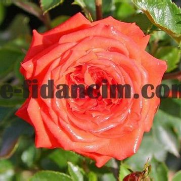 Tüplü Aşılı Orange Juwel Yediveren Gül Fidanı sid:54166510 Fiyat: 18.48