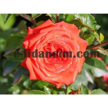 Tüplü Aşılı Orange Juwel Yediveren Gül Fidanı sid:54166510 Fiyat: 18.48