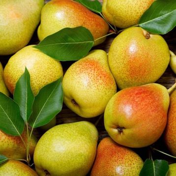 Tüplü Aşılı Orta Erkenci Tam Bodur İtalyan Carmen Armut Fidanı