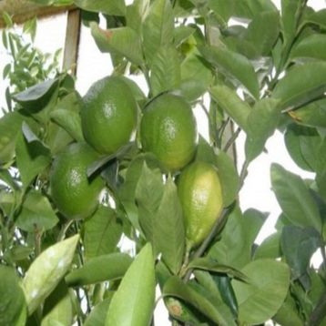 Tüplü Aşılı Özel Ürün Bol Verimli Bergamot Fidanı