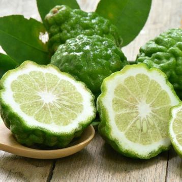 Tüplü Aşılı Özel Ürün Bol Verimli Bergamot Fidanı