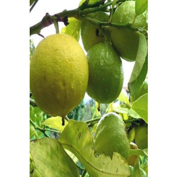 Tüplü Aşılı Özel Ürün Bol Verimli Bergamot Fidanı