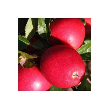 Tüplü Aşılı Özel Ürün Erkenci Yaz Elması Bol Verimli Tam Bodur Buckeye Gala Elma Fidanı