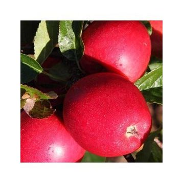 Tüplü Aşılı Özel Ürün Erkenci Yaz Elması Bol Verimli Tam Bodur Buckeye Gala Elma Fidanı