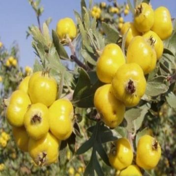 Tüplü Aşılı Sarı Alıç Fidanı