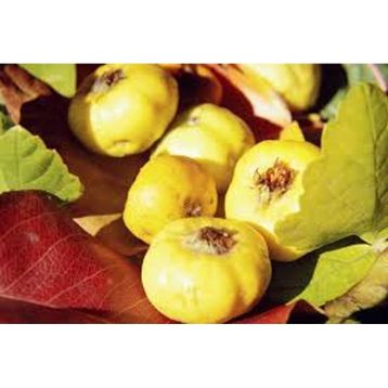 Tüplü Aşılı Sarı Alıç Fidanı